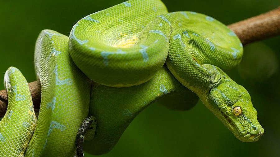 Komplett Python értelmezőt írt mindössze 1024 bájtban a Microsoft mérnöke