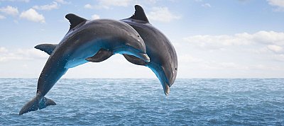 Facebook: Így tértünk át a MySQL 5.6-ról a 8.0-ra