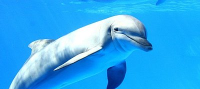 Duplájára gyorsítja a MySQL-t következő kiadásában az Oracle