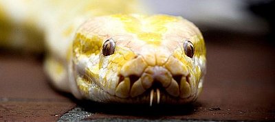 Durván fog gyorsulni a Python kódok futási sebessége